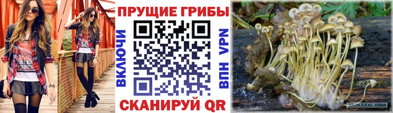 Псилоцибиновые грибы GOLDEN TEACHER  МЕГА ссылка  Карачаевск  наркошоп 